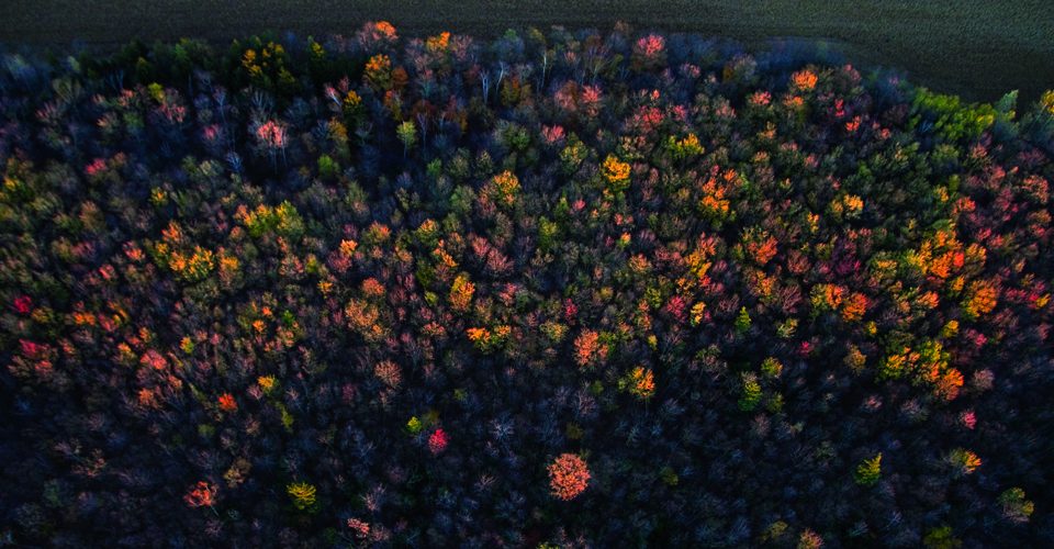 Aerial photo of autumn forest. A\J AlternativesJournal.ca