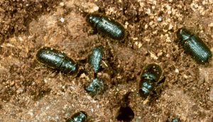 Close-up of beetles crawling in soil. A\J AlternativesJournal.ca