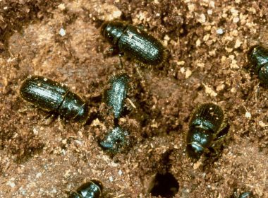 Close-up of beetles crawling in soil. A\J AlternativesJournal.ca