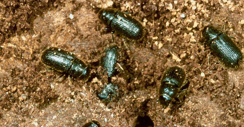 Close-up of beetles crawling in soil. A\J AlternativesJournal.ca