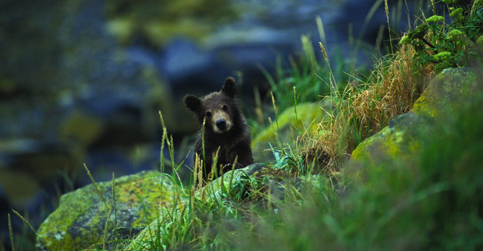 Black bear cub peaks out from behind some mossy rocks A\J AlternativesJournal.ca