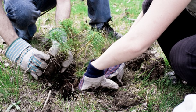 treeplanting