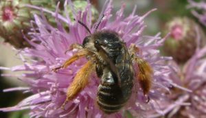 winning ESAC poster close-up bee on purple flower A\J AlternativesJournal.ca