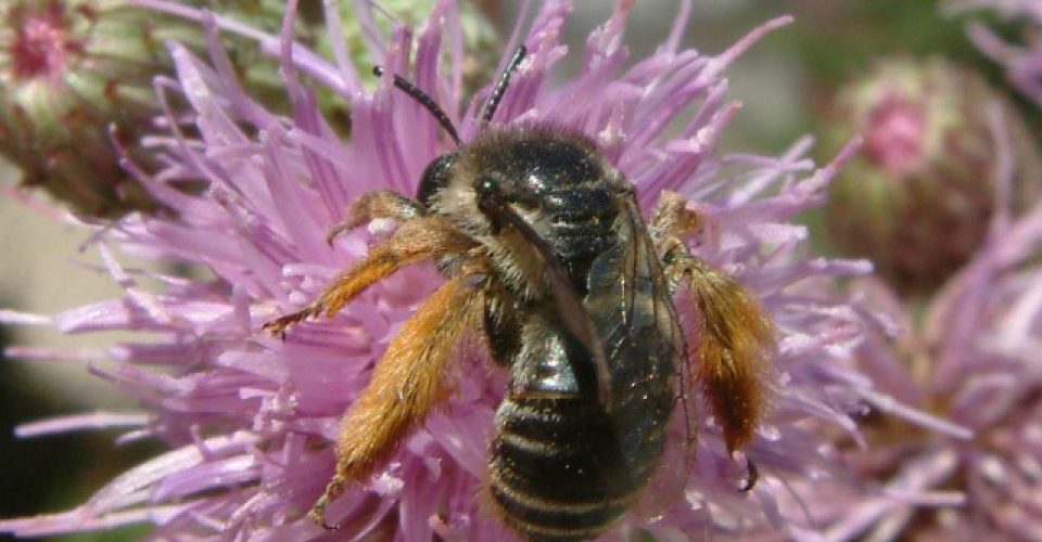 winning ESAC poster close-up bee on purple flower A\J AlternativesJournal.ca