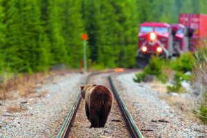 A brown bear walking down train tracks towards a moving train A\J 