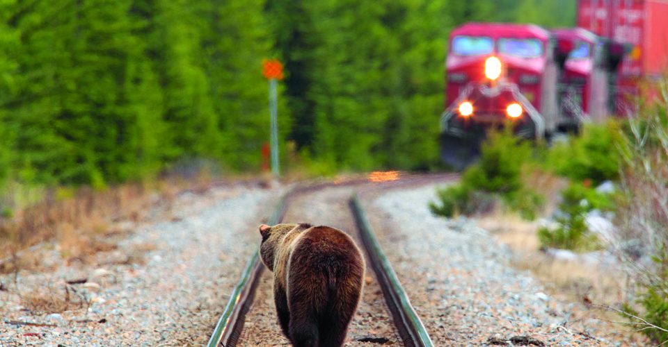 A brown bear walking down train tracks towards a moving train A\J