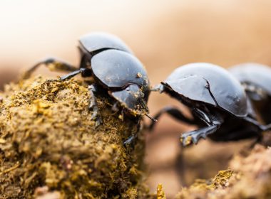 Close-up of dung beetles A\J AlternativesJournal.ca