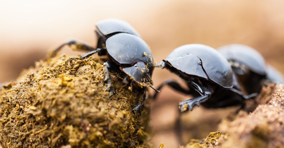 Close-up of dung beetles A\J AlternativesJournal.ca