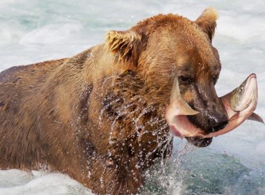 Grizzly bear with salmon in mouth in river A\J AlternativesJournal.ca