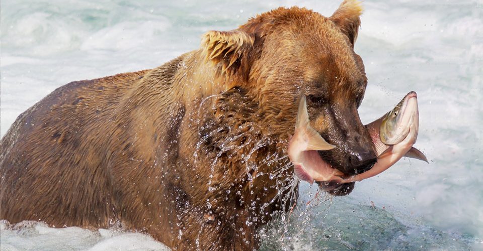 Grizzly bear with salmon in mouth in river A\J AlternativesJournal.ca