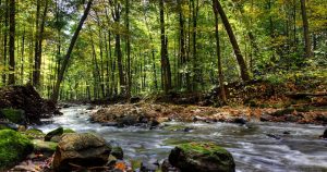 Ontario Forest © Christopher Meder - Fotolia