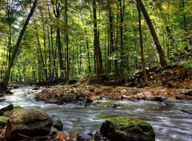 Ontario Forest © Christopher Meder - Fotolia