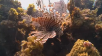 Scourge of the lionfish
