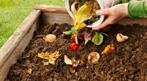 iStock_16223881_compost_jml5571