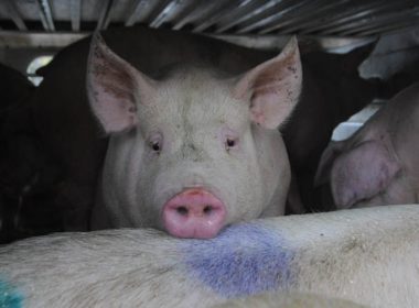 the face of a pig on its way to the slaughterhouse A\J AlternativesJournal.ca