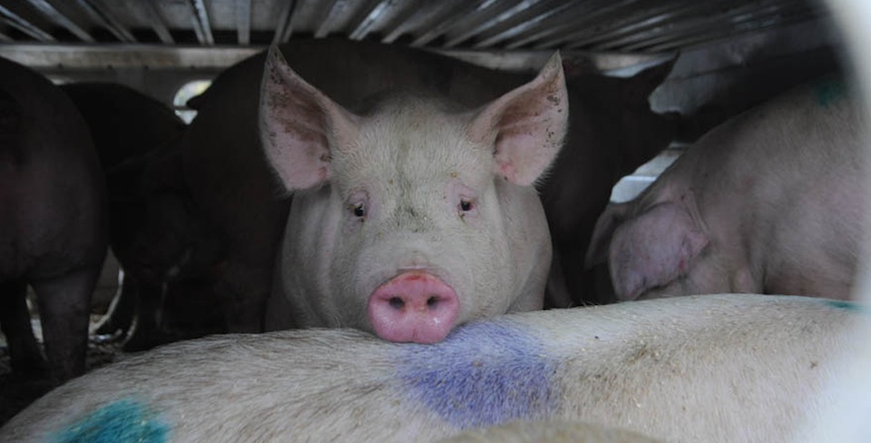 the face of a pig on its way to the slaughterhouse A\J AlternativesJournal.ca