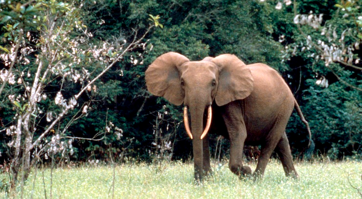 African Forest Elephant © Hervé Morand - WWF