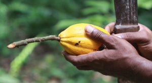 Cacao_Fotolia_34384895© jf Lefèvre