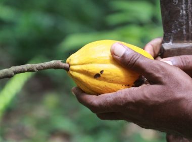 Cacao_Fotolia_34384895© jf Lefèvre