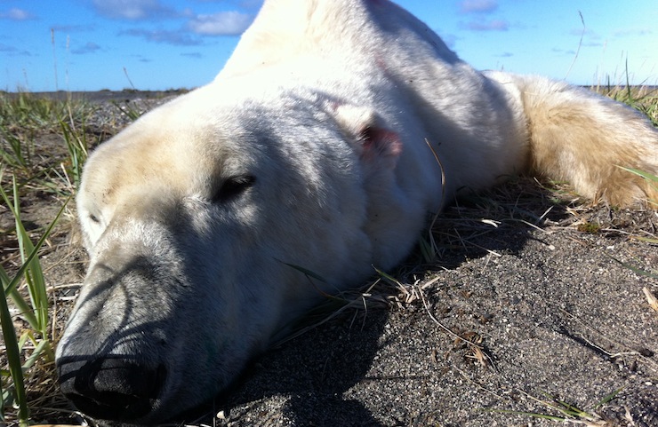 Polar Bear Brandon Laforest