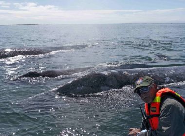 Whales of Baja_Whales and the Pachico, The Man They First Approached