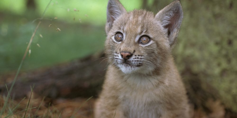 Baby balkan lynx. A\J AlternativesJournal.ca