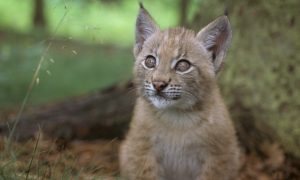 Baby balkan lynx. A\J AlternativesJournal.ca