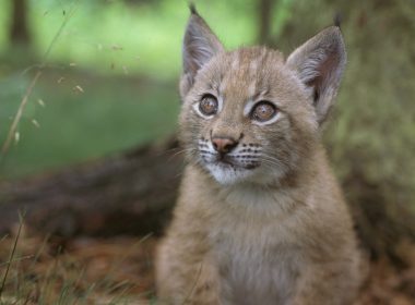 Baby balkan lynx. A\J AlternativesJournal.ca