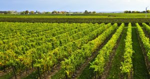 Niagara vineyard © Elenathewise - Fotolia