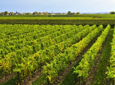 Niagara vineyard © Elenathewise - Fotolia