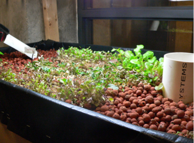 aquaponics2