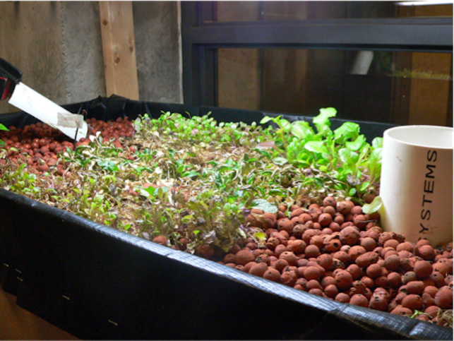 aquaponics2