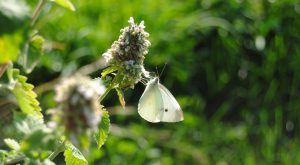 butterfly in waterloo flickr-acameronhuff