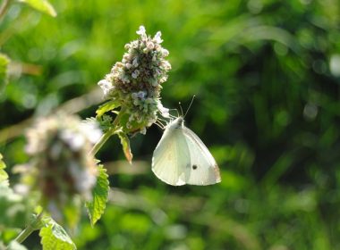 butterfly in waterloo flickr-acameronhuff