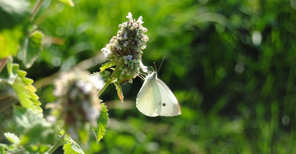 butterfly in waterloo flickr-acameronhuff