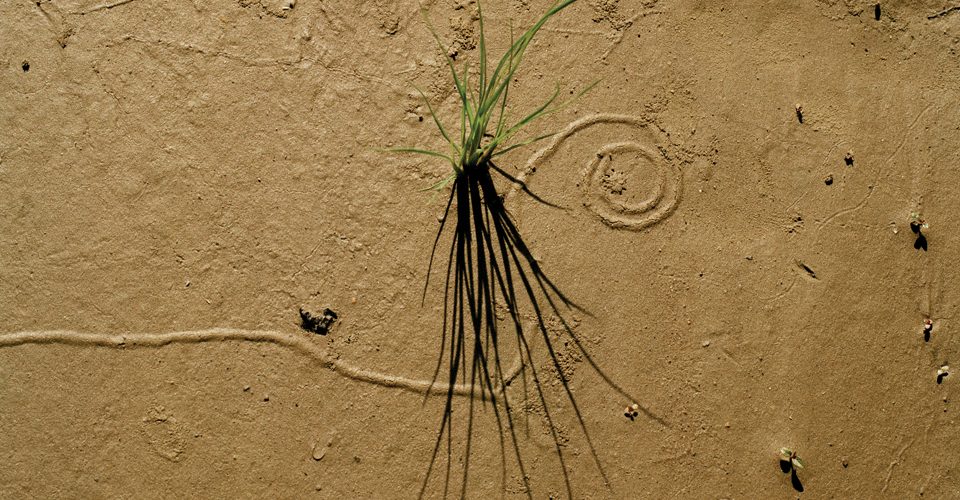Artistic photo of grass growing out of the dirt. A\J AlternativesJournal.ca