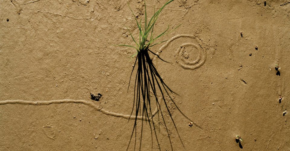 Artistic photo of grass growing out of the dirt. A\J AlternativesJournal.ca