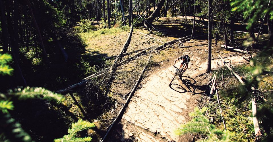 Man biking on a trail in the forest. A\J AlternativesJournal.ca