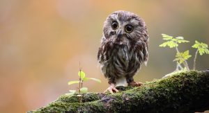 Tiny owl Fotolia_18360777© Megan Lorenz - Fotolia