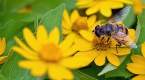 bee on flower © TOMO - Fotolia