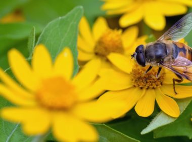 bee on flower © TOMO - Fotolia
