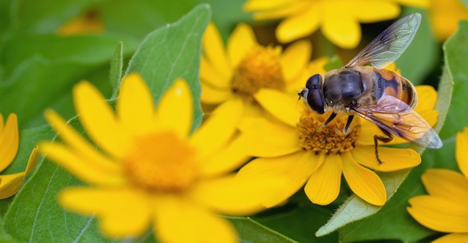 bee on flower © TOMO - Fotolia