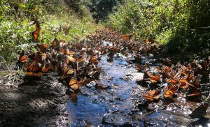 Monarch butterfly migration. A\J Alternatives Journal