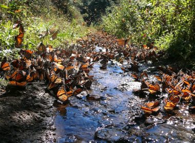 Monarch butterfly migration. A\J Alternatives Journal