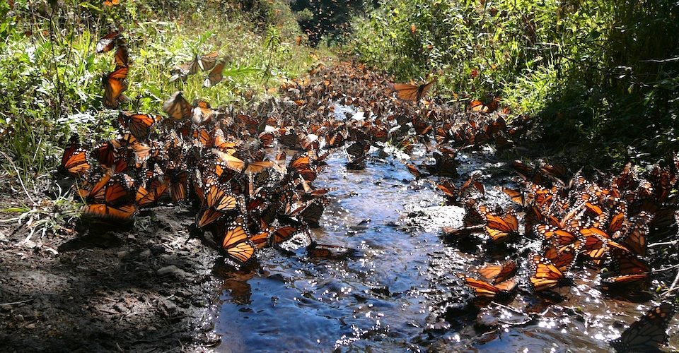 Monarch butterfly migration. A\J Alternatives Journal