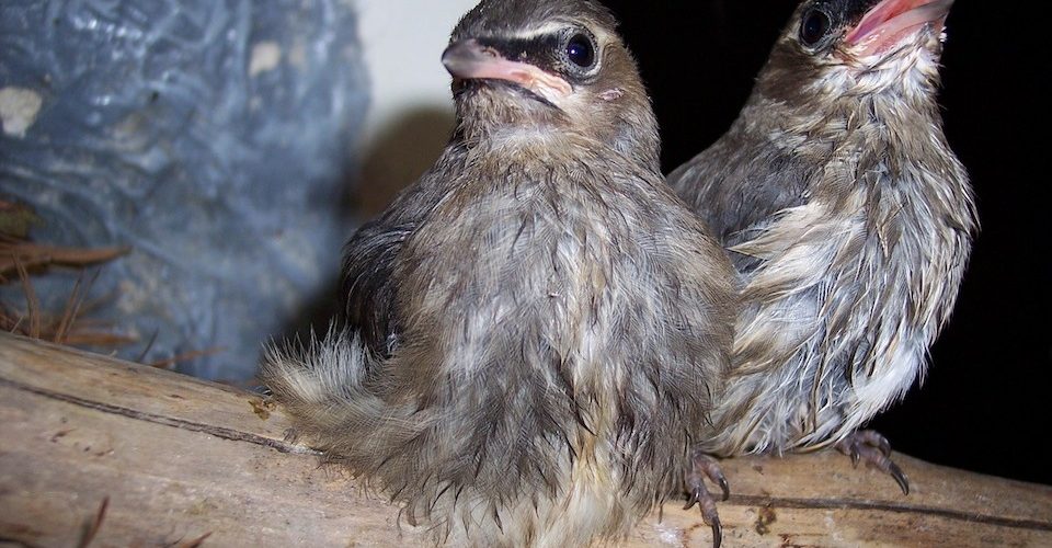 Baby birds on a branch. Alternatives Journal – A\J