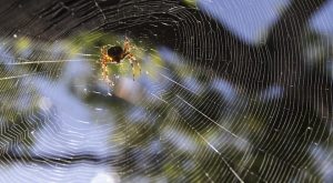 spider web natural insect control A\J AlternativesJournal.ca