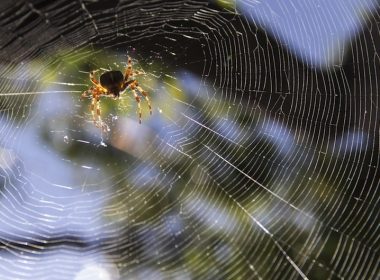 spider web natural insect control A\J AlternativesJournal.ca