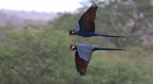 Two endangered Lear's Macaws in flight. Andy & Gill Swash. A\J.