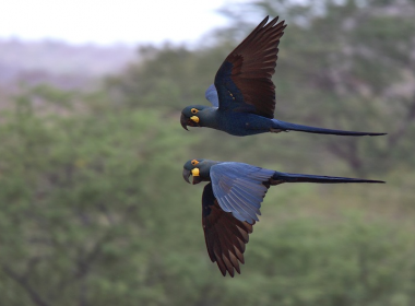Two endangered Lear's Macaws in flight. Andy & Gill Swash. A\J.